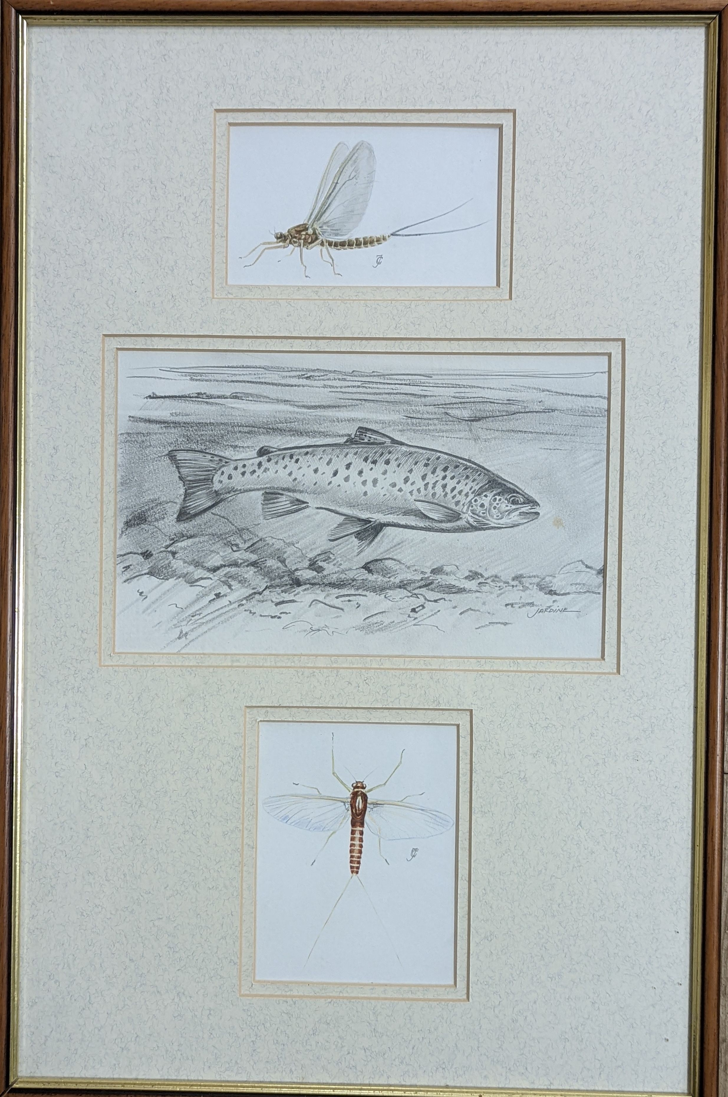 Charles Jardine, pencil and watercolour, Studies of a trout and mayflies, signed, largest 15 x 24cm, framed as one